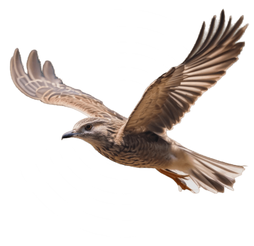 eagle-with-circles-1